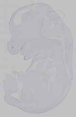EMAGE:15605