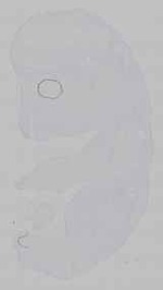 EMAGE:15624