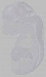 EMAGE:15626
