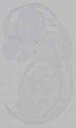 EMAGE:15627