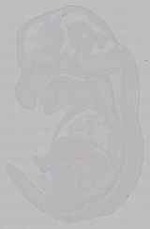 EMAGE:15627