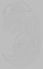 EMAGE:15629
