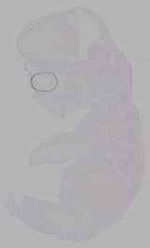 EMAGE:15653