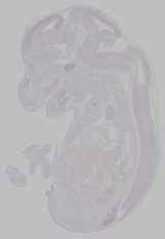 EMAGE:15656