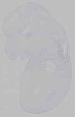 EMAGE:15663