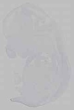 EMAGE:15663