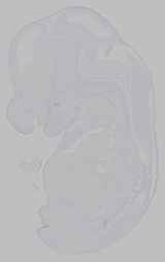 EMAGE:15674
