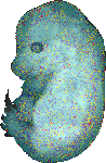 EMAGE:15678