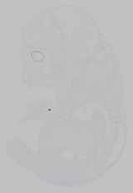 EMAGE:15678