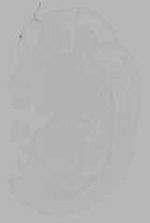 EMAGE:15684