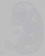 EMAGE:15687