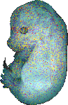 EMAGE:15688