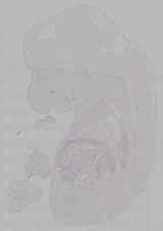 EMAGE:15693