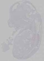 EMAGE:15710
