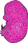 mouse atlas EMAGE spatial in situ gene expression database None