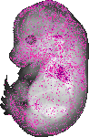 mouse atlas EMAGE spatial in situ gene expression database None