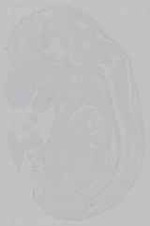 EMAGE:15738