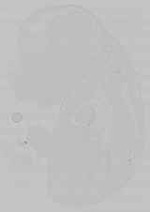 EMAGE:15741
