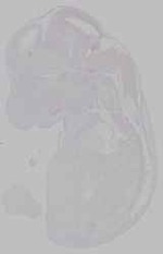EMAGE:15742
