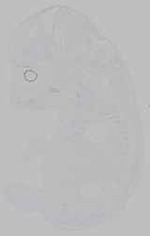 EMAGE:15747