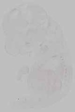 EMAGE:15764