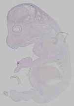EMAGE:15765