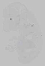 EMAGE:15765