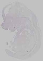 EMAGE:15765