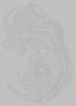 EMAGE:15765