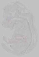EMAGE:15765