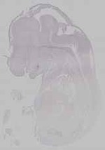 EMAGE:15765