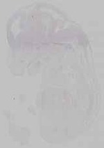 EMAGE:15765