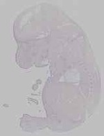 EMAGE:15765