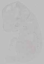 EMAGE:15765