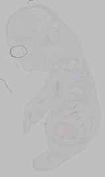 EMAGE:15765