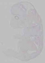 EMAGE:15768