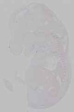 EMAGE:15768