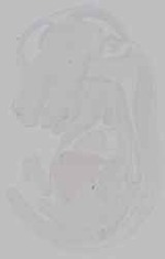 EMAGE:15768
