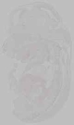 EMAGE:15768