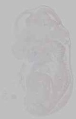 EMAGE:15768