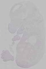EMAGE:15768