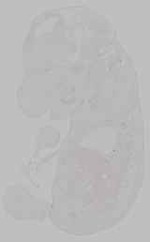 EMAGE:15768