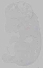 EMAGE:15768