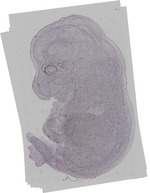 EMAGE:15768