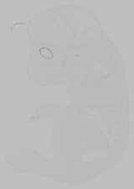 EMAGE:15770