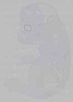 EMAGE:15772