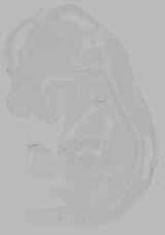 EMAGE:15775