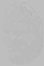 EMAGE:15782