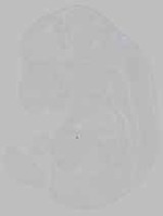 EMAGE:15784