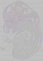 EMAGE:15793